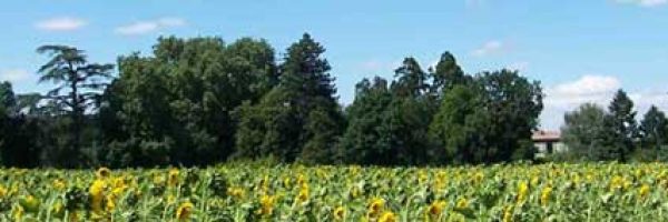 tournesol-panorama